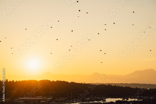 Birds in flight at sunset in Seattle, Washington