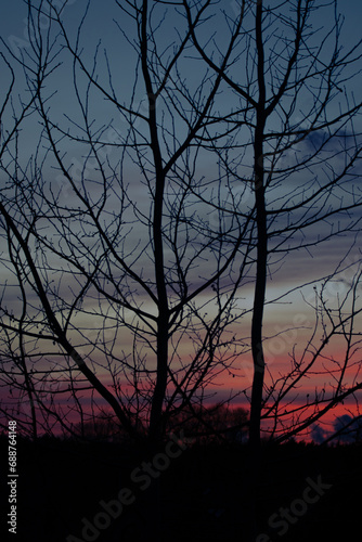 Black tree silhouette with colourful dark blue pink sunset and clouds 