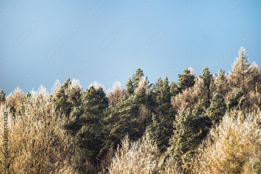 Frozen forest seen from far during winter time in Poland Frozen forest seen from far during winter time in Poland