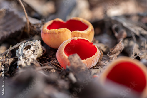 Sarcoscypha austriaca - a saprobic rare nonedible fungus known as the scarlet elfcup. photo