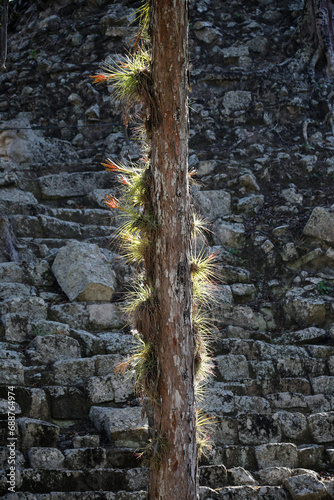 Backlit bromeliads growing on a tree in Copan Ruinas, Honduras. photo