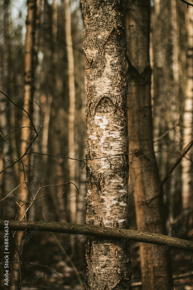 Fototapeta premium First plan tree bark with branch