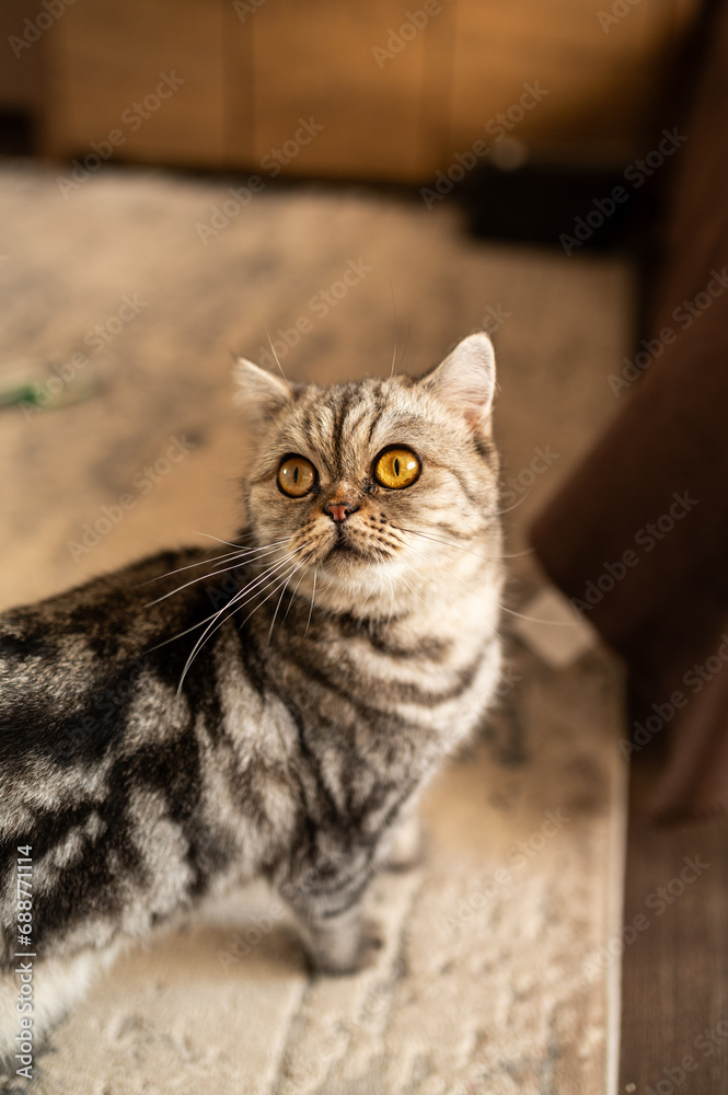 A beautiful gray cat with yellow eyes. Pets concept
