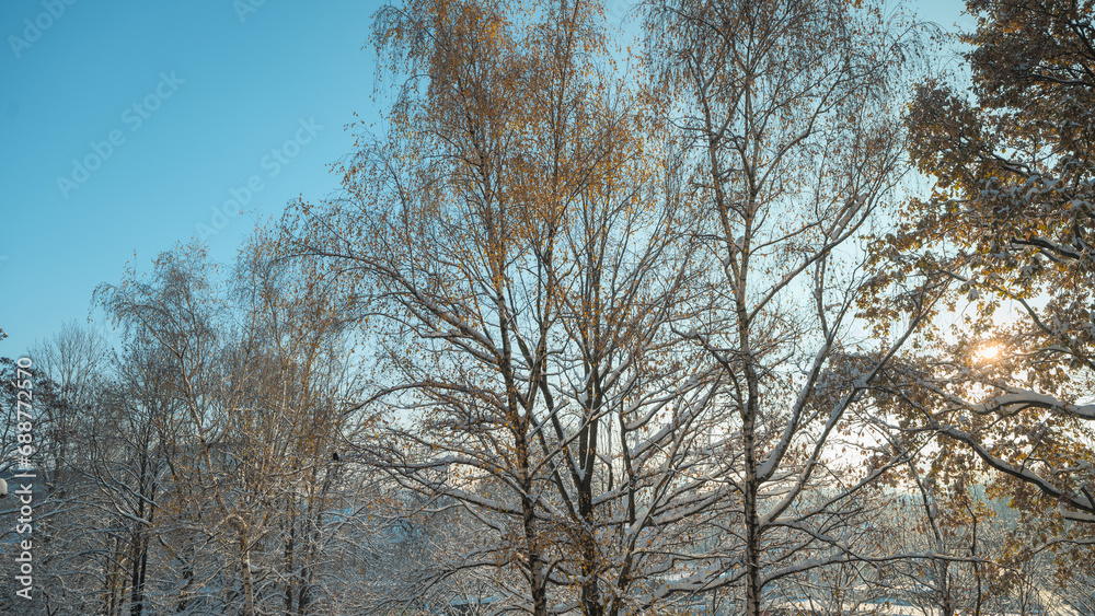Autumn trees covered with white fresh snow. Turn of autumn and winter. Beautiful morning sunlight