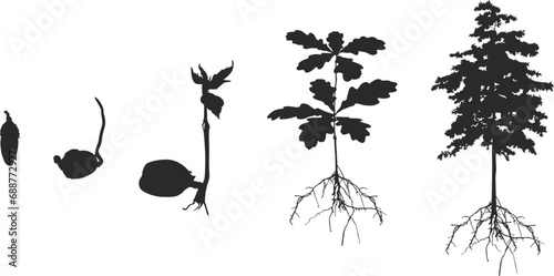 Life cycle of oak tree svg, Life cycle of oak tree silhouette,  Cycle of tree silhouette, Life cycle of oak vector, Life cycle of olk seed svg, Cycle of tree svg, Growing oak seed silhouette V02. 
