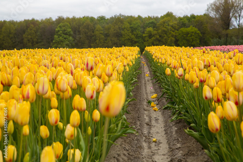 Field of tulips