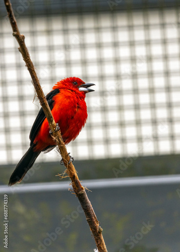 Brazilian Tanager (Ramphocelus bresilius) spotted outdoors photo