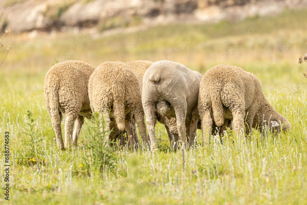 Merino breed sheep grazing on a pasture in South Africa 2 Merino breed sheep grazing on a pasture in South Africa 2