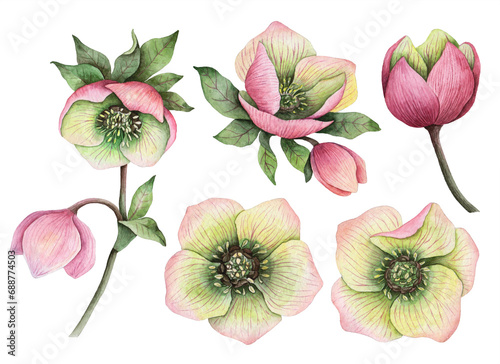 Billede på lærred Watercolor set of hellebore flowers, hand painted floral illustration isolated on a white background