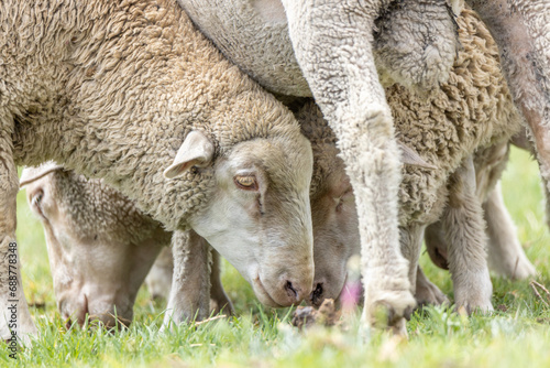 Merino breed sheep grazing on a pasture in South Africa 7 © Clint Austin