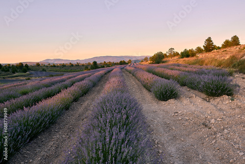 A lavender field in bloom on a sunny day