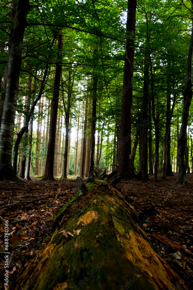 Obraz premium Arbre couche en foret 