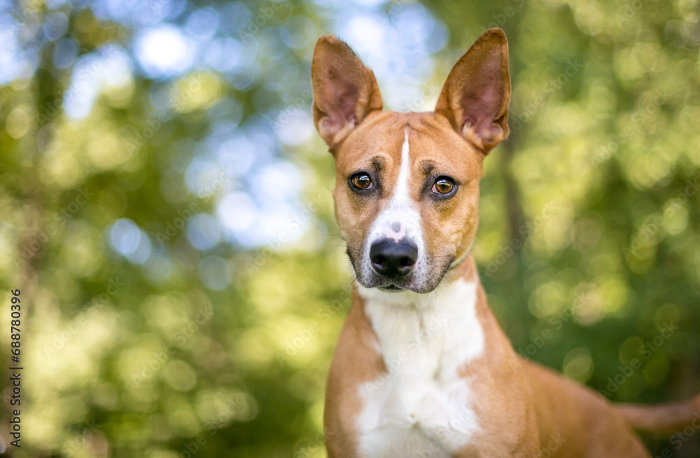 A red and white Terrier mixed breed dog with large ears