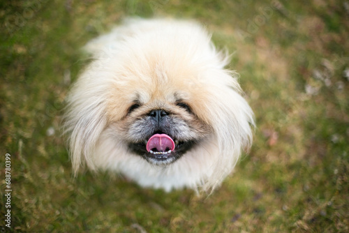 Konstfotografi A fluffy purebred Pekingese dog looking up