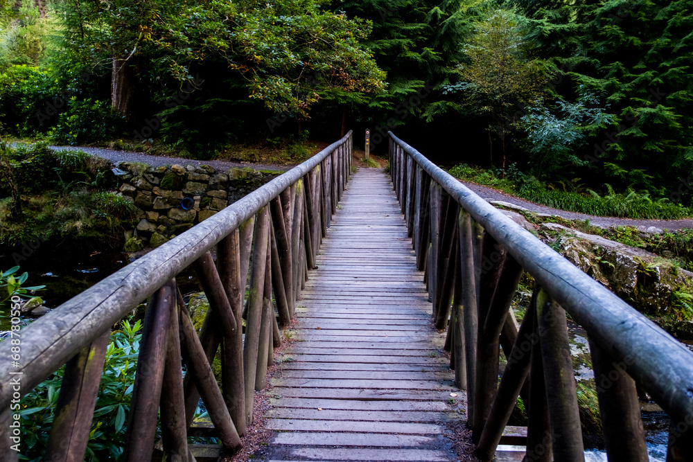 Pont en bois en foret Pont en bois en foret