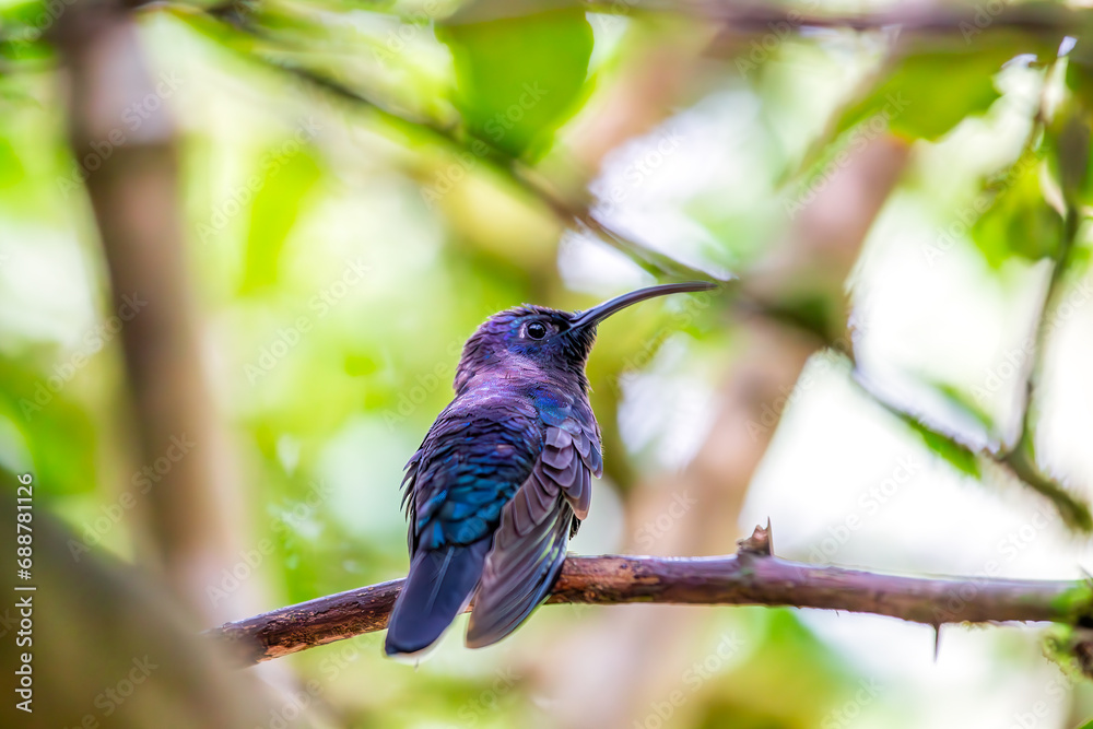 Fototapeta premium Violet Sabrewing Hummingbird (Campylopterus hemileucurus) Outdoors