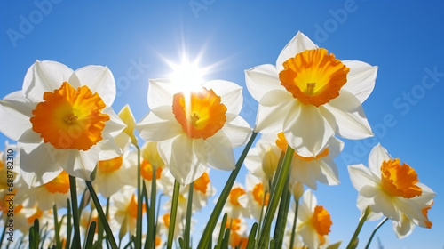 Sunlit Daffodils: Sun-kissed daffodils standing tall in golden clusters, radiating warmth and joy against a backdrop of blue skies.