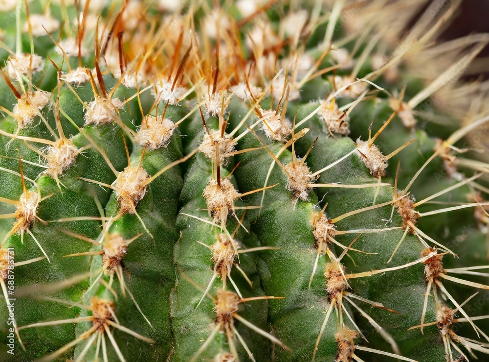 Cactus closeup, macro photography, wallpaper Cactus closeup, macro photography, wallpaper