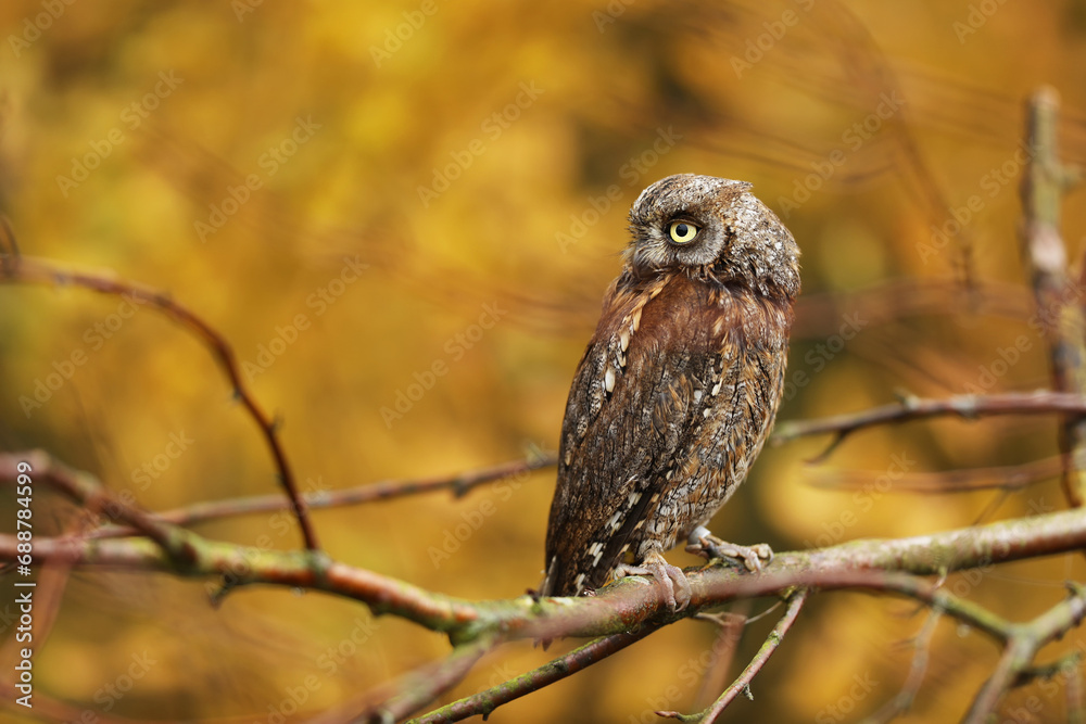Scops Owl, Otus scops, sit on tree branch in the forest. Wildlife animal scene from nature. Small owl close-up detail portrait in the nature, Czech republic