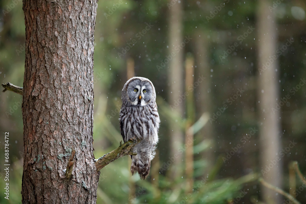 Great grey owl, Strix nebulosa, bird hunting in the forest. Owl sitting on tree branch with forest in background