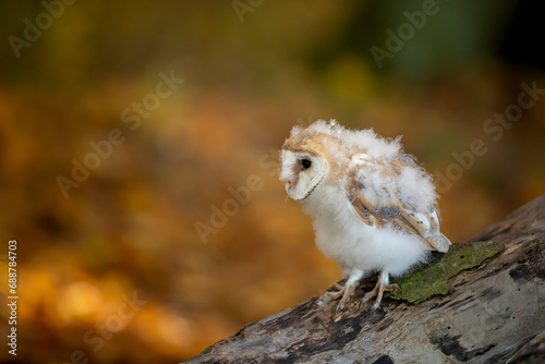 Obraz na płótnie Towards evening with bird. Nesting of Barn owl sitting near tree trunk at the evening with nice light near the nest hole. Wildlife scene from nature. w salonie