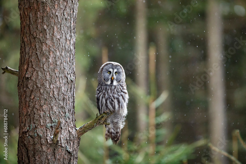 Obraz na płótnie Great grey owl, Strix nebulosa, bird hunting in the forest. Owl sitting on tree branch with forest in background w salonie