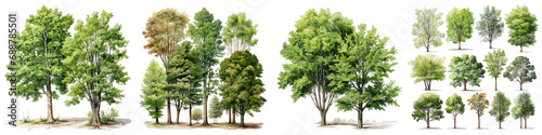 Watercolor trees Hyperrealistic Highly Detailed Isolated On Transparent Background Png File