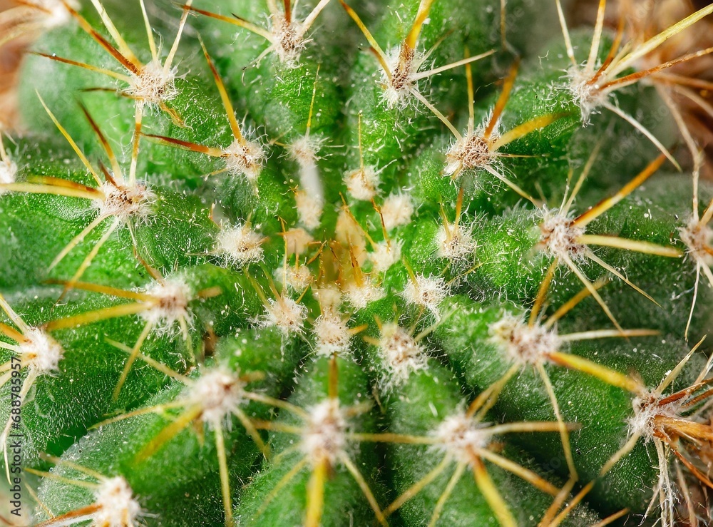 Cactus closeup, macro photography, wallpaper Cactus closeup, macro photography, wallpaper