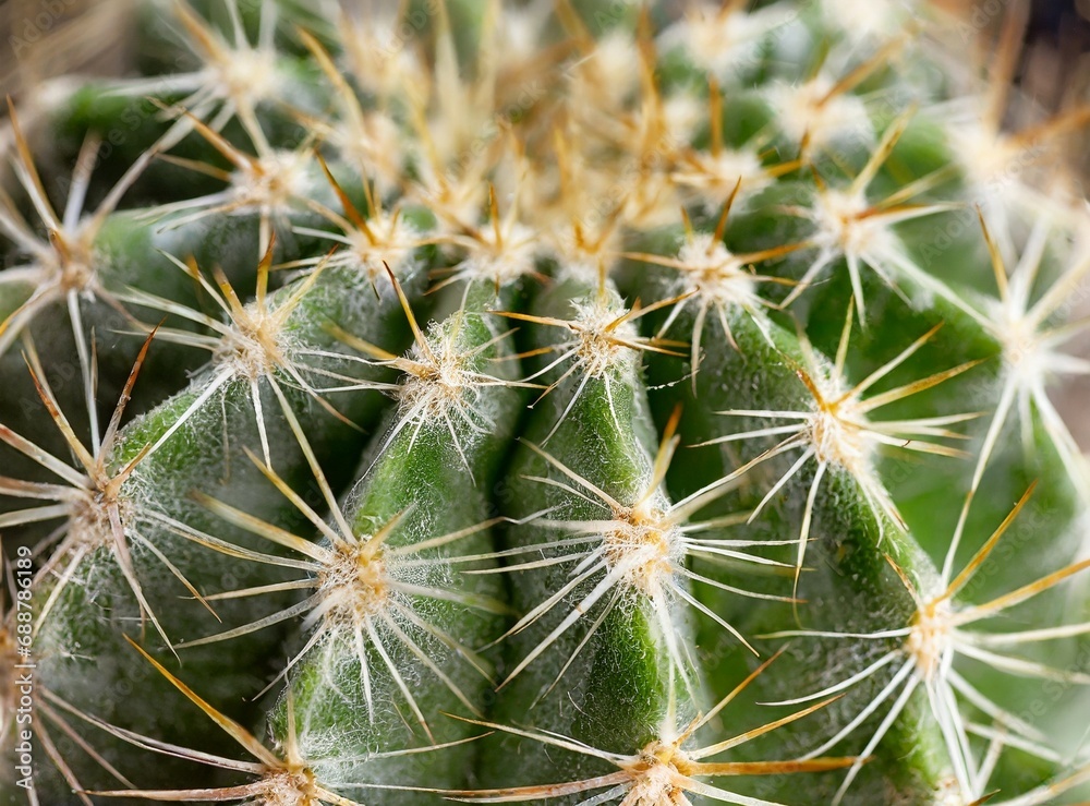Cactus closeup, macro photography, wallpaper Cactus closeup, macro photography, wallpaper