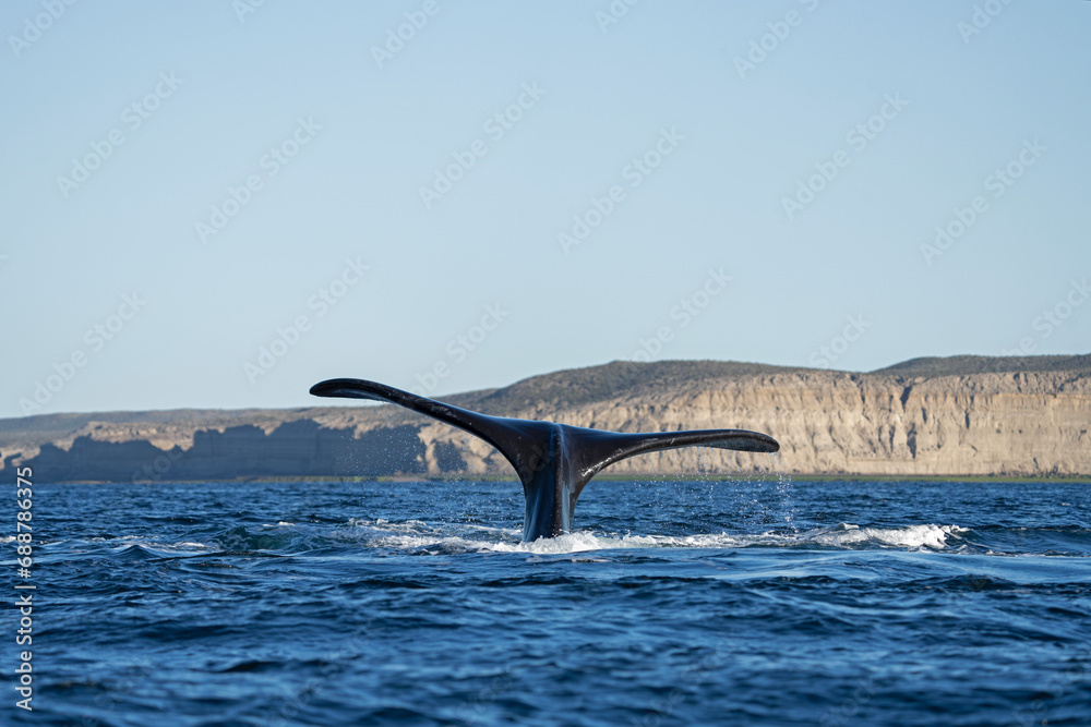 Obraz premium Southern right whales near Valdés peninsula. Behavior of right whales on surface. Marine life near Argentina coast. 