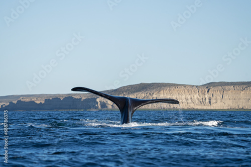 Southern right whales near Valdés peninsula. Behavior of right whales on surface. Marine life near Argentina coast. 