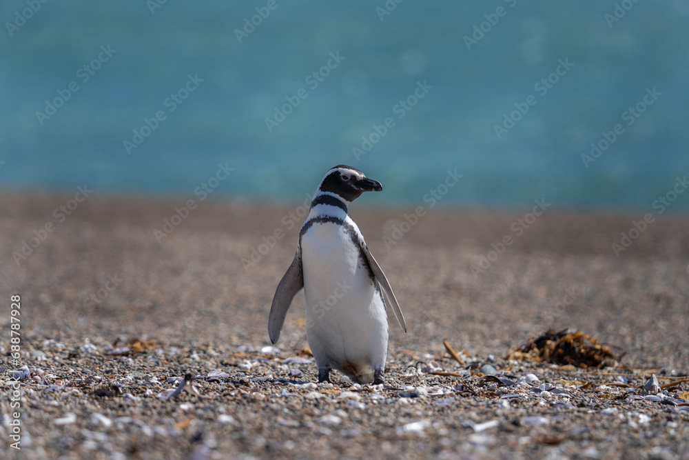 Naklejka premium Magellanic penguin on beach on Valdés peninsula. Penguins colony in Argentina. Black and white birds on the beach. 