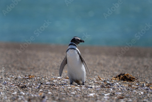 Magellanic penguin on beach on Valdés peninsula. Penguins colony in Argentina. Black and white birds on the beach. 