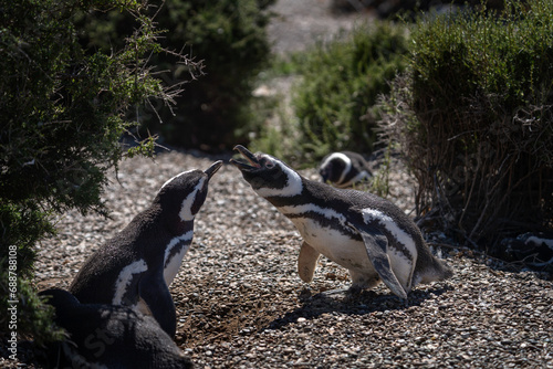 Magellanic penguin on beach on Valdés peninsula. Penguins colony in Argentina. Black and white birds on the beach. 