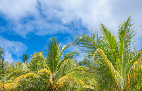 Grands palmiers vus du sol avec un ciel bleu et des nuages.	 photo