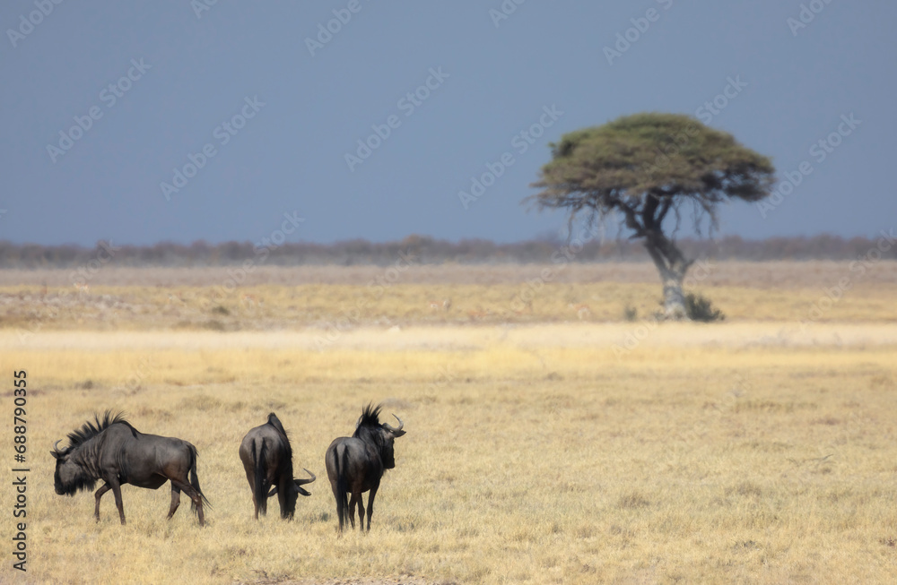 Wildebeests on the Namibian Savanna under clear sky Wildebeests on the Namibian Savanna under clear sky