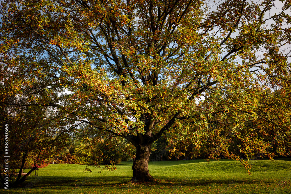 Close-up of a giant old oak tree with autumnal foliage. 