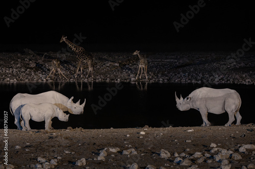 Rhinoceroses and giraffes standing by the waterhole at the Namibian night photo
