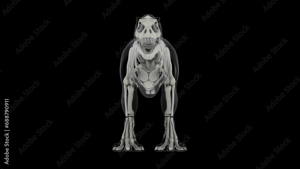 Skeletal system of Tyrannosaurus rex, front view. Skeletal system of Tyrannosaurus rex, front view.