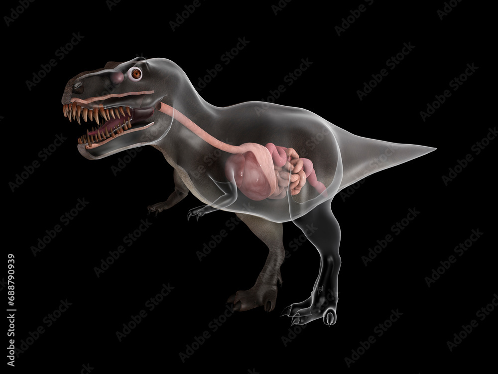 Digestive system of Tyrannosaurus rex.