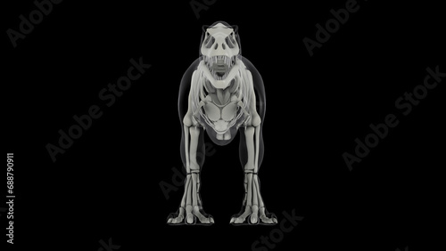 Skeletal system of Tyrannosaurus rex, front view.