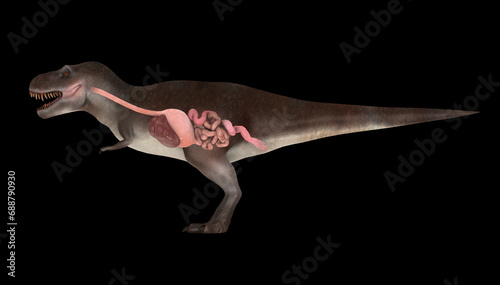 Digestive system of Tyrannosaurus rex, side view. photo