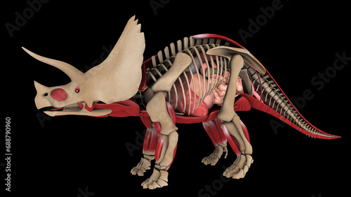 Anatomy of Triceratops dinosaur, side view. photo