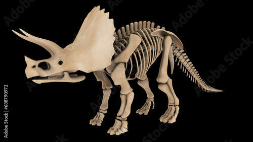 Skeletal system of a Triceratops dinosaur  side view.