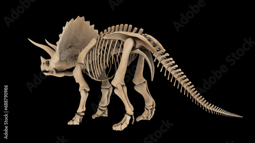 Skeletal system of a Triceratops dinosaur, rear view.