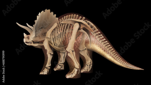 3D illustration of Triceratops, with skeletal system overlay. © Stocktrek Images