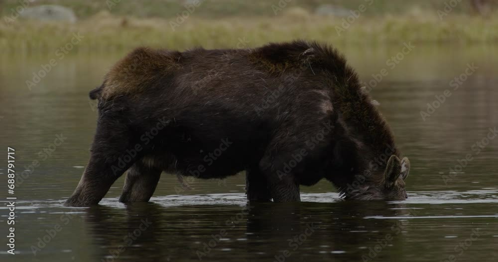 Wild Moose in lake drinking water
Wild Moose in lake drinking water