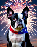 The Loyal, Loving, Patriotic Boston Terrier, America's First AKC Breed
