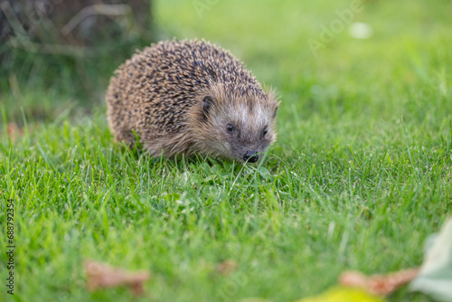 Domestic European wild young hedgehog in the garden on green grass outdoors. Concept: Wild animal husbandry and care for wild animals
