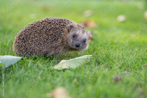 Domestic European wild young hedgehog in the garden on green grass outdoors. Concept: Wild animal husbandry and care for wild animals 